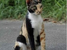 Last.Cat.Of.The.Day.jpg