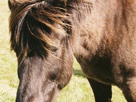 050-cheval_islandais.jpg