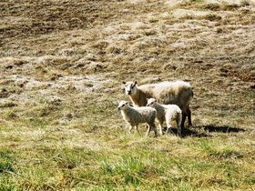 108-moutons_islandais.jpg
